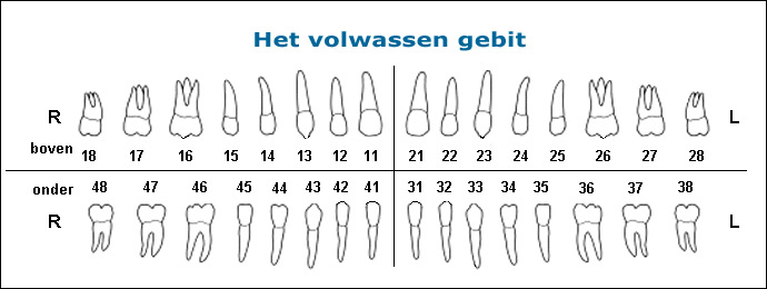 Lounge Graden Celsius atleet Het volwassen gebit | Tandartskostenvergelijking.nl